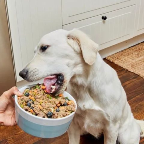 Balanced Diet Homemade Dog Food Nutrition Breakdown