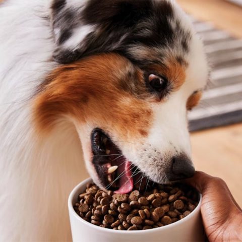 Benefits of High-Protein Diets for dog