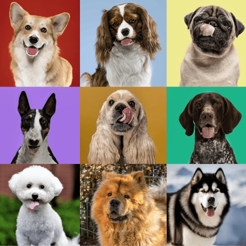 Breed Profiles Discover Your Perfect Pup