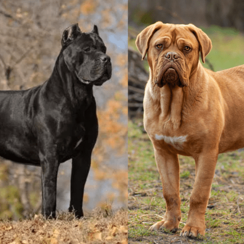 Cane Corsi vs. Other Mastiff Breeds Similarities and Differences