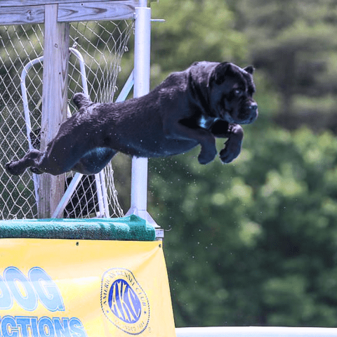 Cane Corso Athleticism Meets Agility