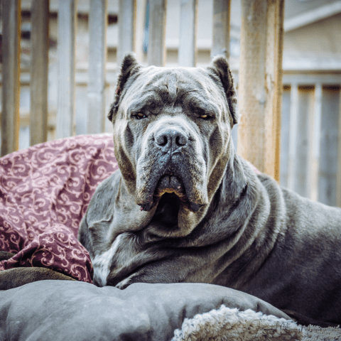 Cane Corso Breakfast Spots for Cane Corso Lovers