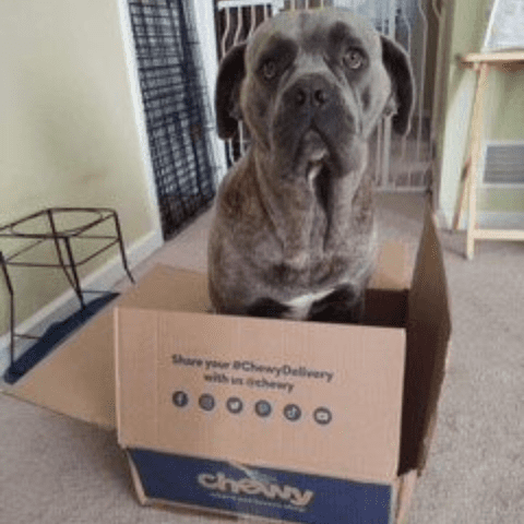 Cane Corso Cardboard Box Creations