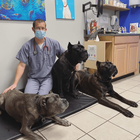 Cane Corso DNA Testing Importance