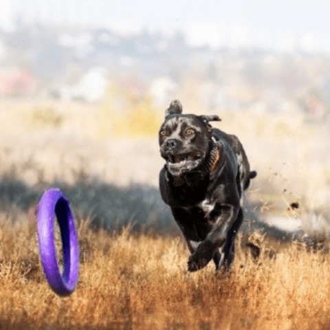 Cane Corso Exercise and Activity Needs