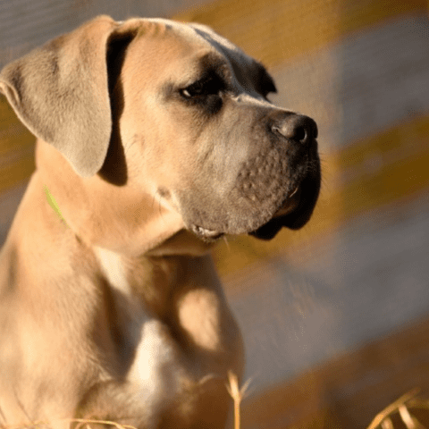 Cane Corso, Fawn The Most Popular Color