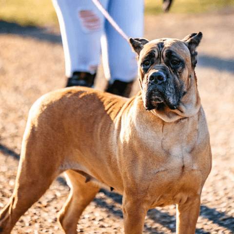 Cane Corso Identifying Breed-Specific Traits and Needs