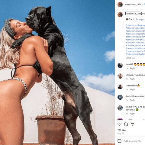 Cane Corso Instagram Sharing the Love With the World