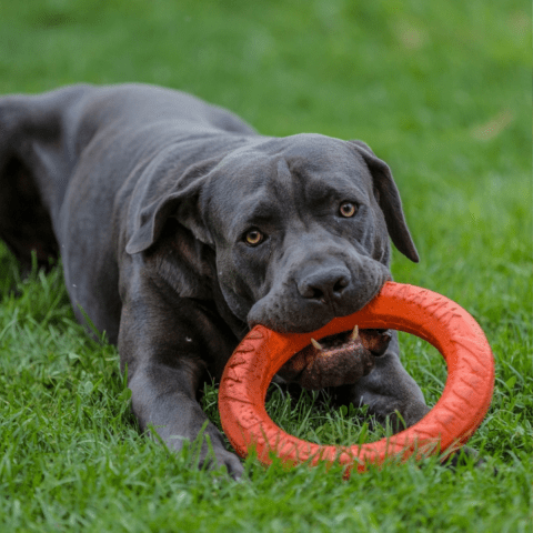 Cane Corso Mental Stimulation Through Play