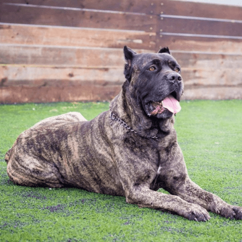 Cane Corso Noble Italian Heritage Names