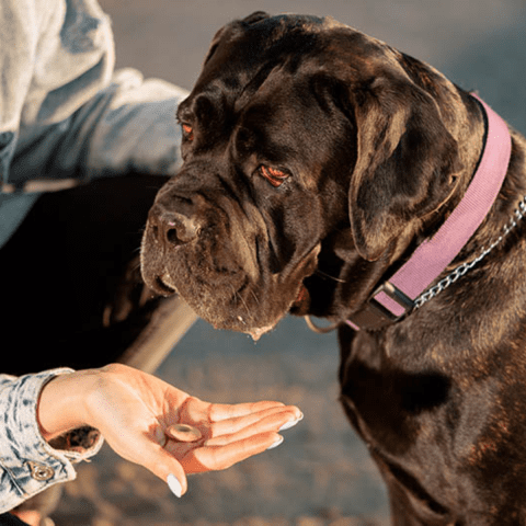 Cane Corso Positive Reinforcement Techniques