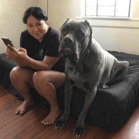 Cane Corso Preparing Your Home for Adoption