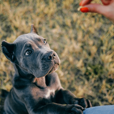 Cane Corso Preparing for the Inevitable