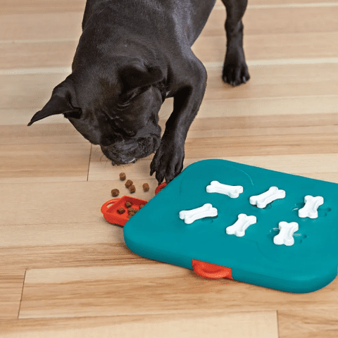 Cane Corso Problem-Solving Feeders and Puzzles