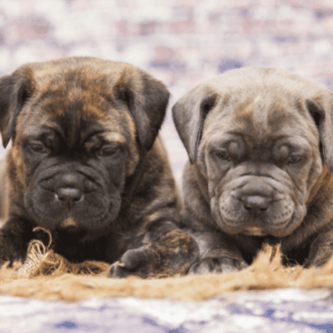 Cane Corso Puppy Environmental Enrichment