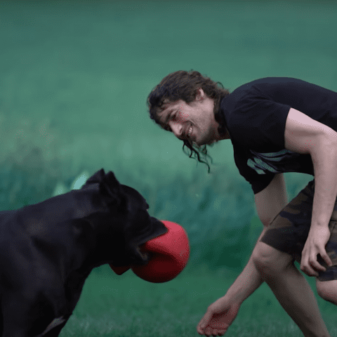 Cane Corso Sensory Play for Mental Stimulation