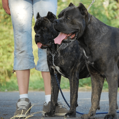 Cane Corso Socialization Strategies for Success