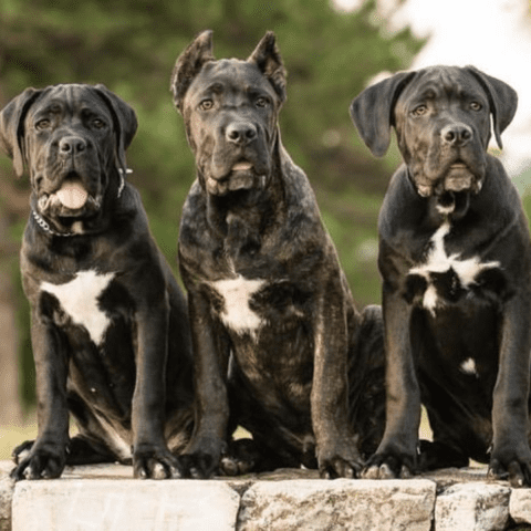 Cane Corso Socialization for Confidence Building