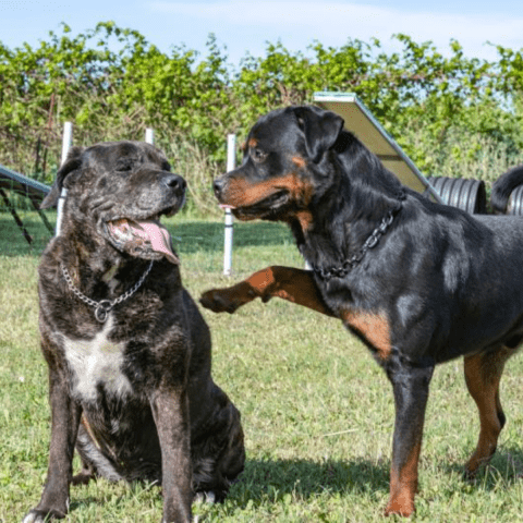 Cane Corso, Training and Socialization