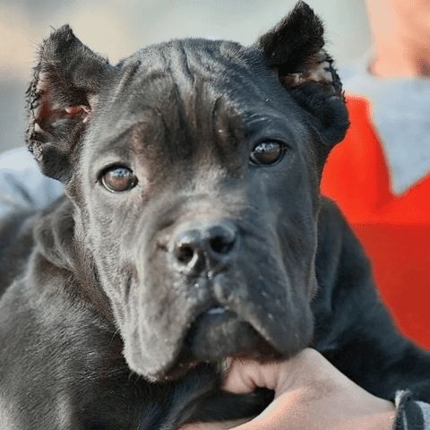 Cane Corso Understanding Breeder Contracts and Policies