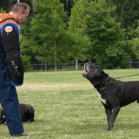 Cane Corso Understanding the Judging Process