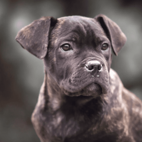 Cane Corso Unique Names With Italian Roots