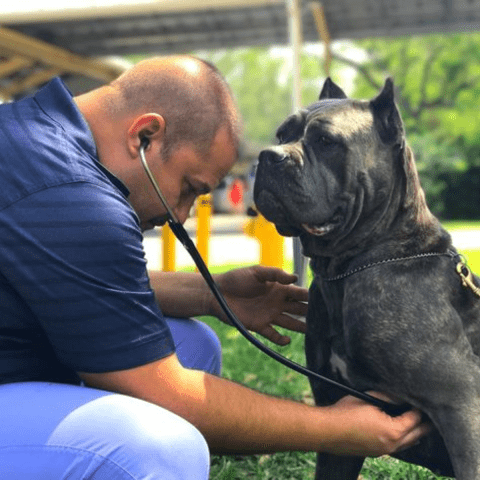 Cane Corsos Health Clearances and Testing