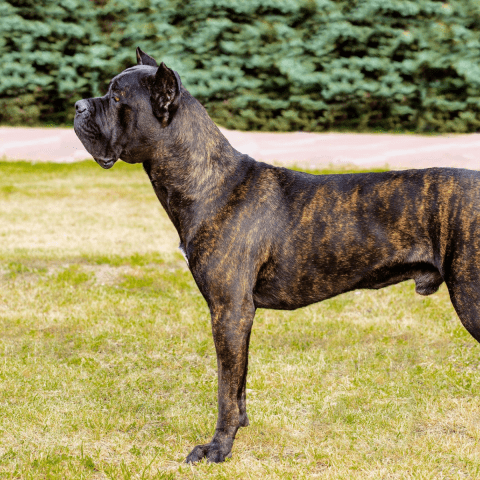 Cane Corso​ Identifying Triggers of Excessive Barking