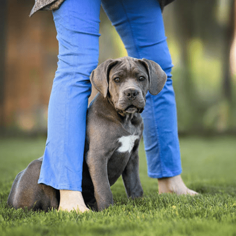 Cane Corso​ Positive Reinforcement Techniques