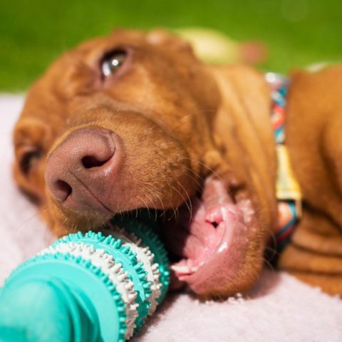 Chewing Toys for Plaque Removal