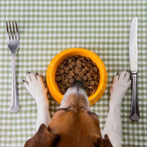 Debunking Common Grain-Free Myths for dog