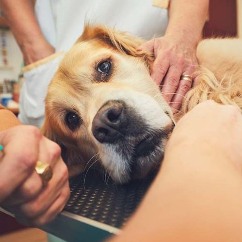 Delayed Care Can Be Deadly Dog