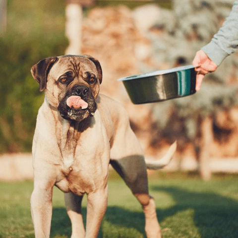 Dog-Friendly Restaurants and Cafes for You and Your Cane Corso