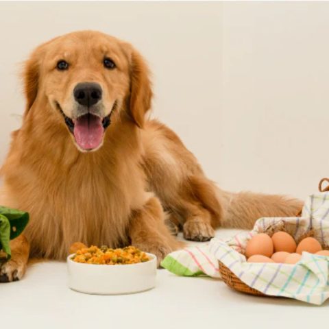 Fresh Food for a Healthier Gut for dog food