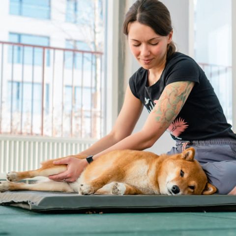 Gentle Stretching for Overweight Pets