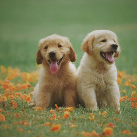 Golden Puppy Clicker Training for Puppies