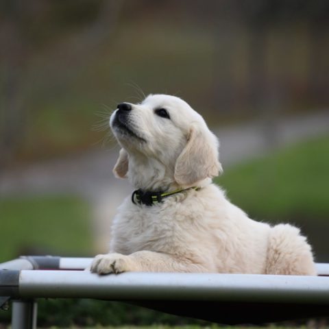 Golden Puppy Understanding Positive Reinforcement Basics