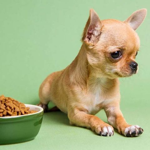 Grain-Free Options for Sensitive Stomachs for Dogs for dog food