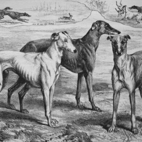 Greyhound Greats Famous Dogs in History