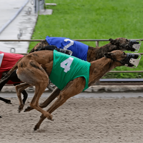 Greyhound Sprinting Supremacy 100m and 200m