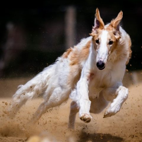 Legendary Speed Demons Born Greyhound