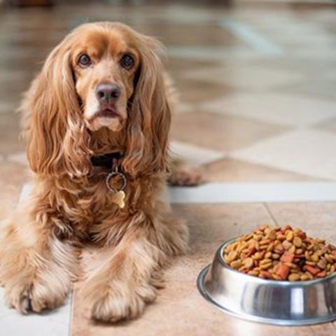 Macronutrient Requirements for Dogs for dog food