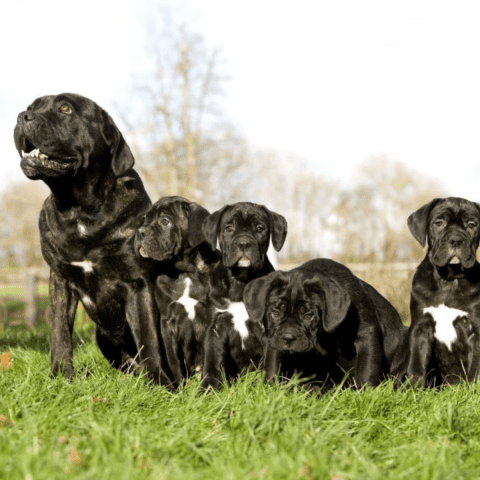 Meeting the Puppy's Parents