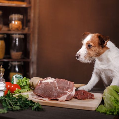 Novel Protein Sources for Success for dog food