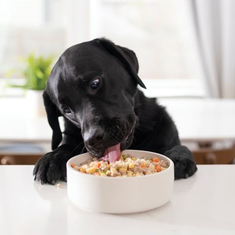 Nutrient-Dense Foods in Grain-Inclusive Diets for dog