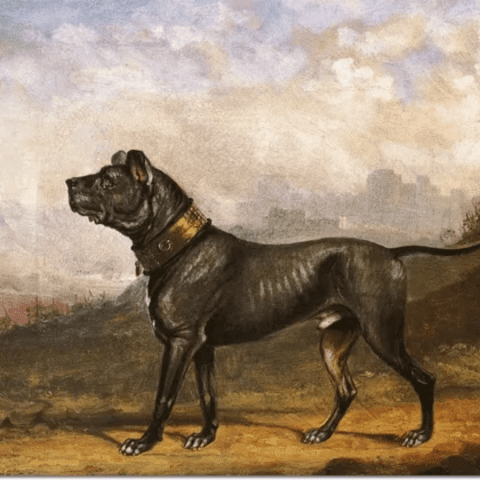 Origins of the Cane Corso Breed