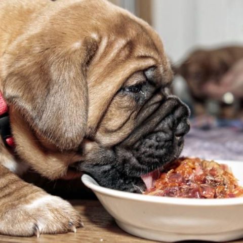 Raw Dog Food Diet Nutritional Breakdown Explained