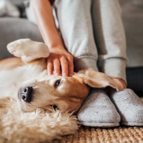 Soothing Sounds for Anxious Ears canine