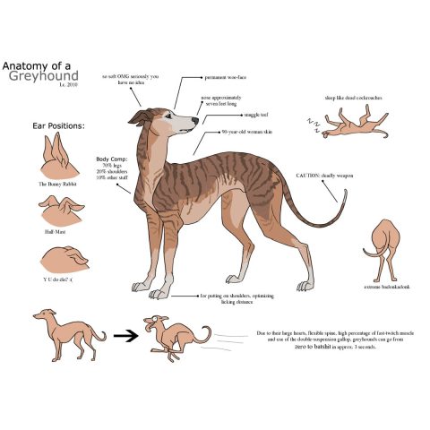 The Anatomy of a Couch Potato greyhound