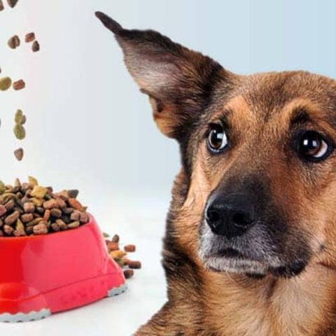 The Organic Label What It Means for dog food